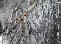 Толстый лёд на тонких ветках берёзы - фото