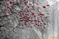 Тяжёлые ветви спелой рябины с ягодами и льдом - фото